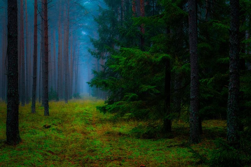 Bory Tucholskie фото превью