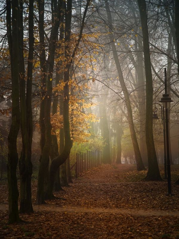 o świcie w miejskim parku фото превью