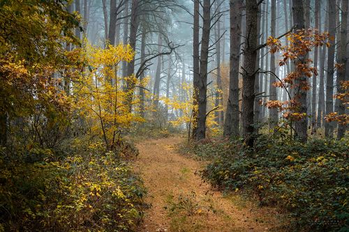 Walk in the forest