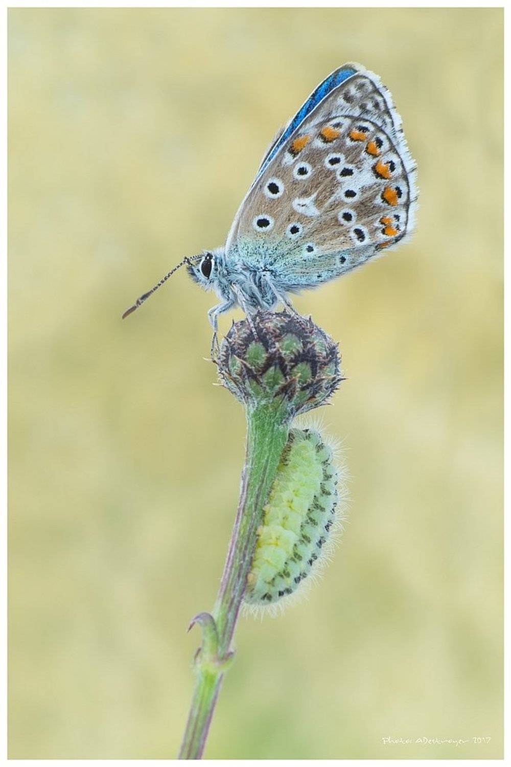 macro nature butterfly, Ryszard Lal