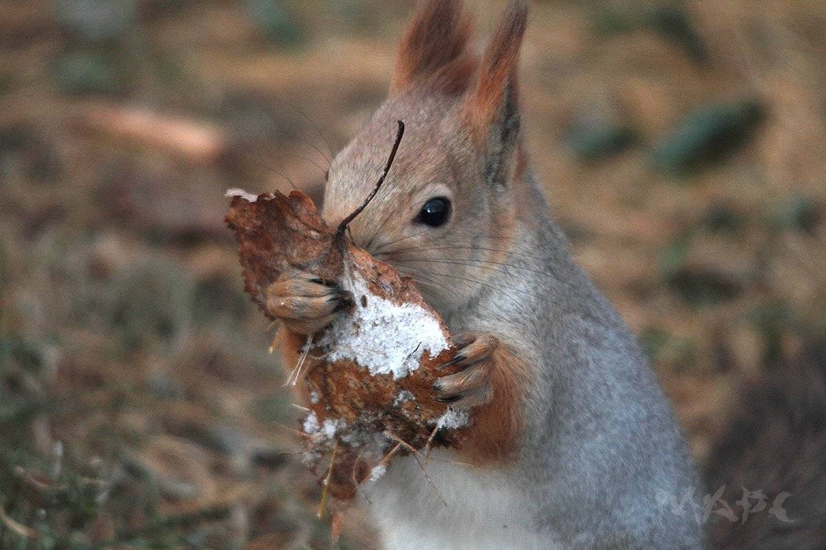 животные белка лист иней, Шангареев Марс