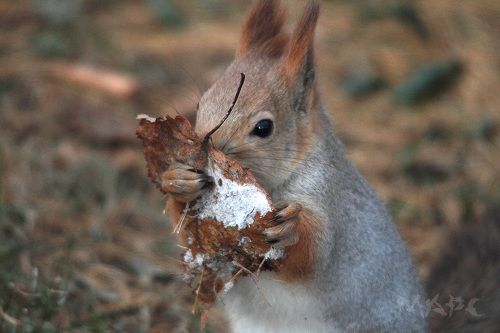 Вкусный иней