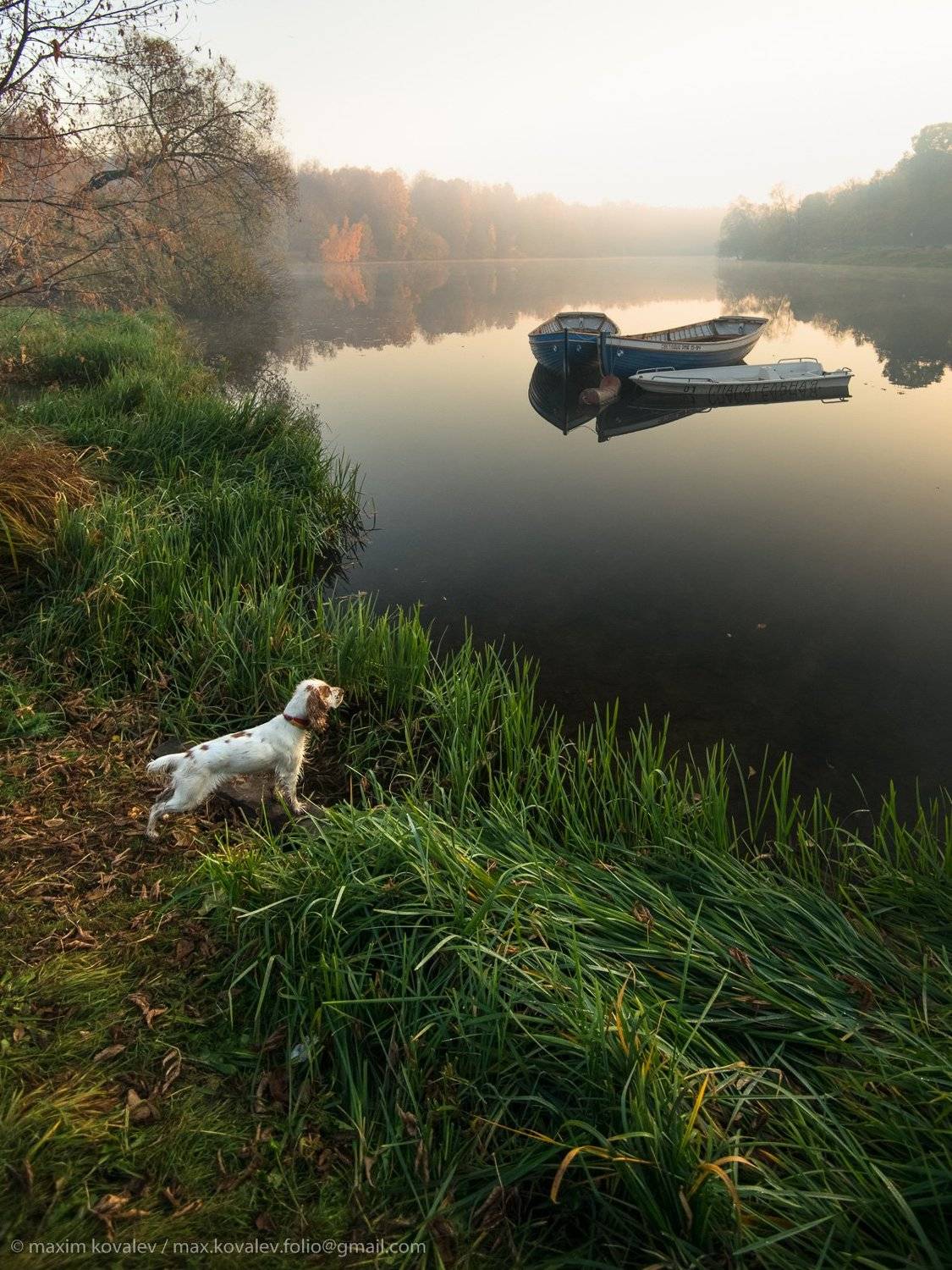 kuzminki, animal, autumn, bank, boat, craft, dog, forest, gauze, grass, haze, morning, nature, park, plant, pond, ship, sunrise, tree, water, кузьминки, берег пруда, вода, восход, дерево, дымка, животное, лес, лодка, мгла, осень, парк, природа, пруд, Максим Ковалёв