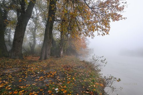 Кубанское ноябрьское 2018