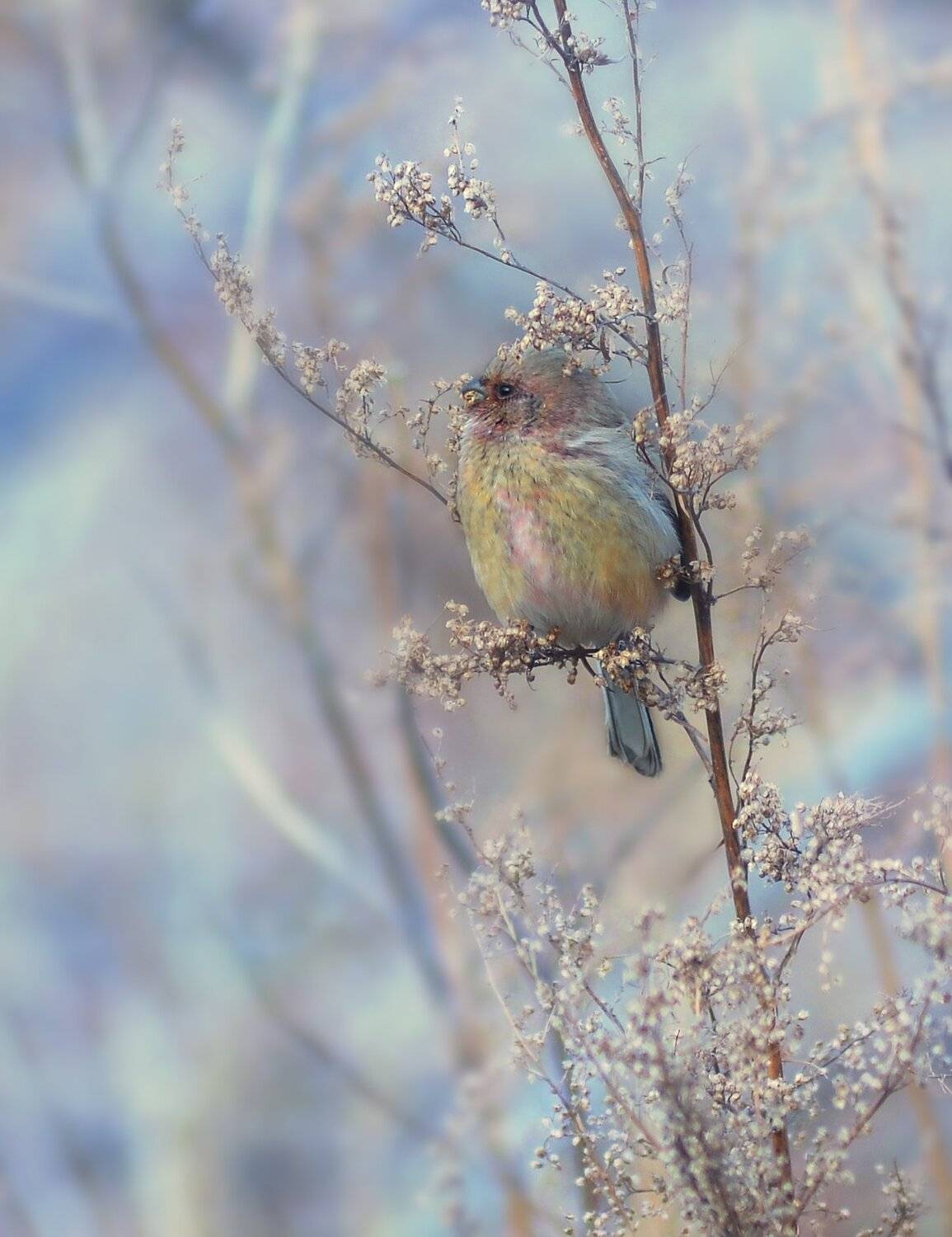 , Воинкова Ирина