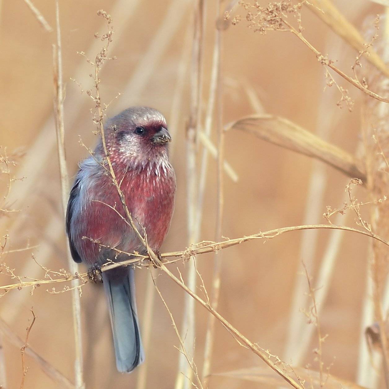 , Воинкова Ирина