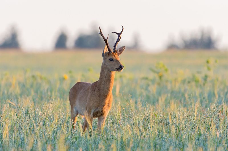 косуля *** фото превью