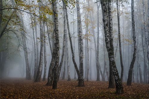 Прогулка в тумане