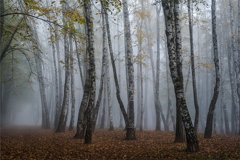 осень, парк, туман. Прогулка в тумане фото превью