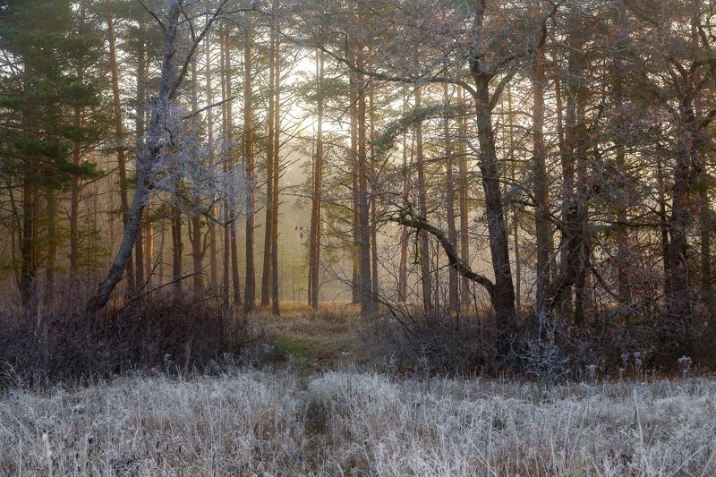 Первый заморозок фото превью