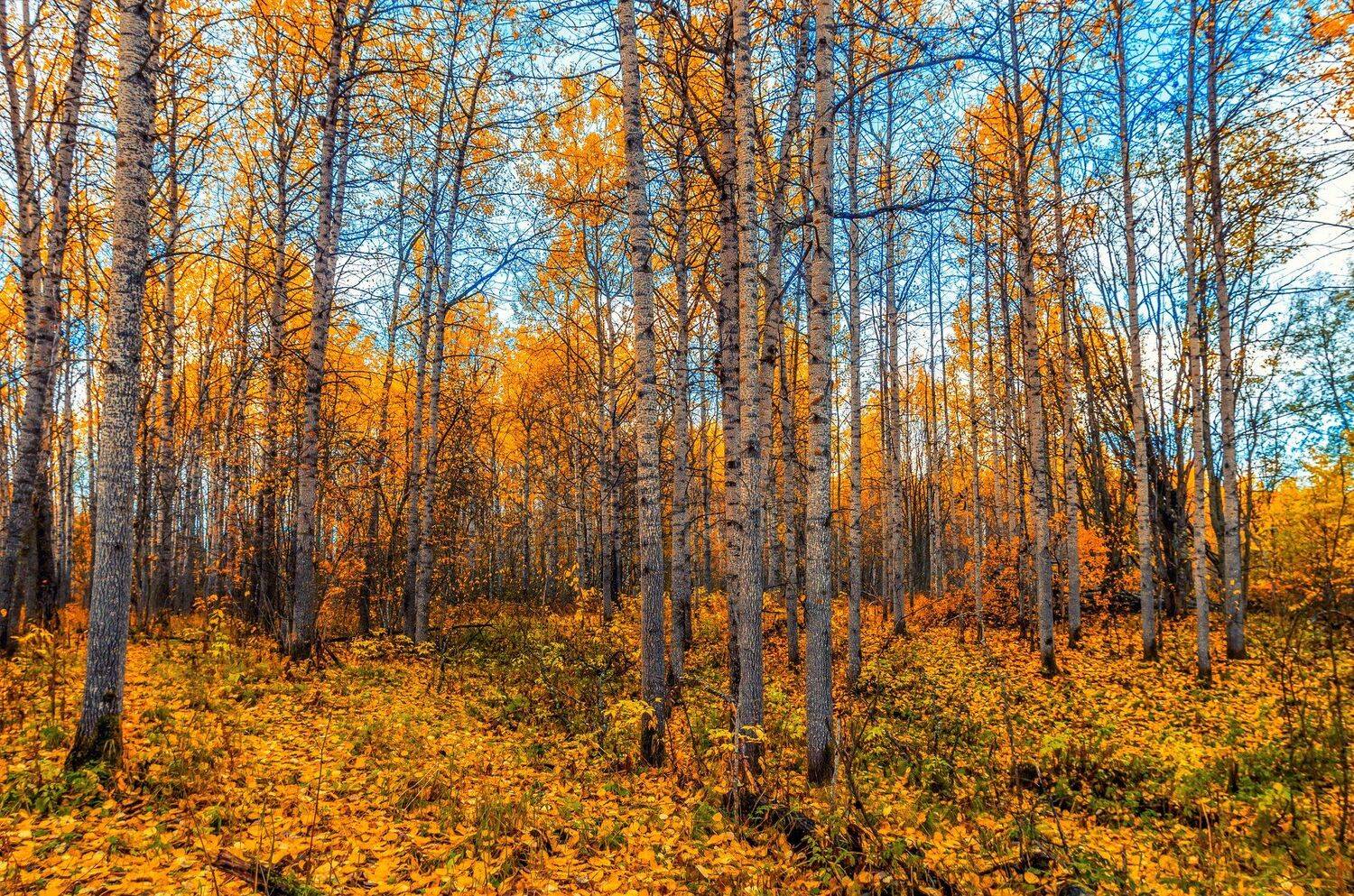 , Олег Авдеев