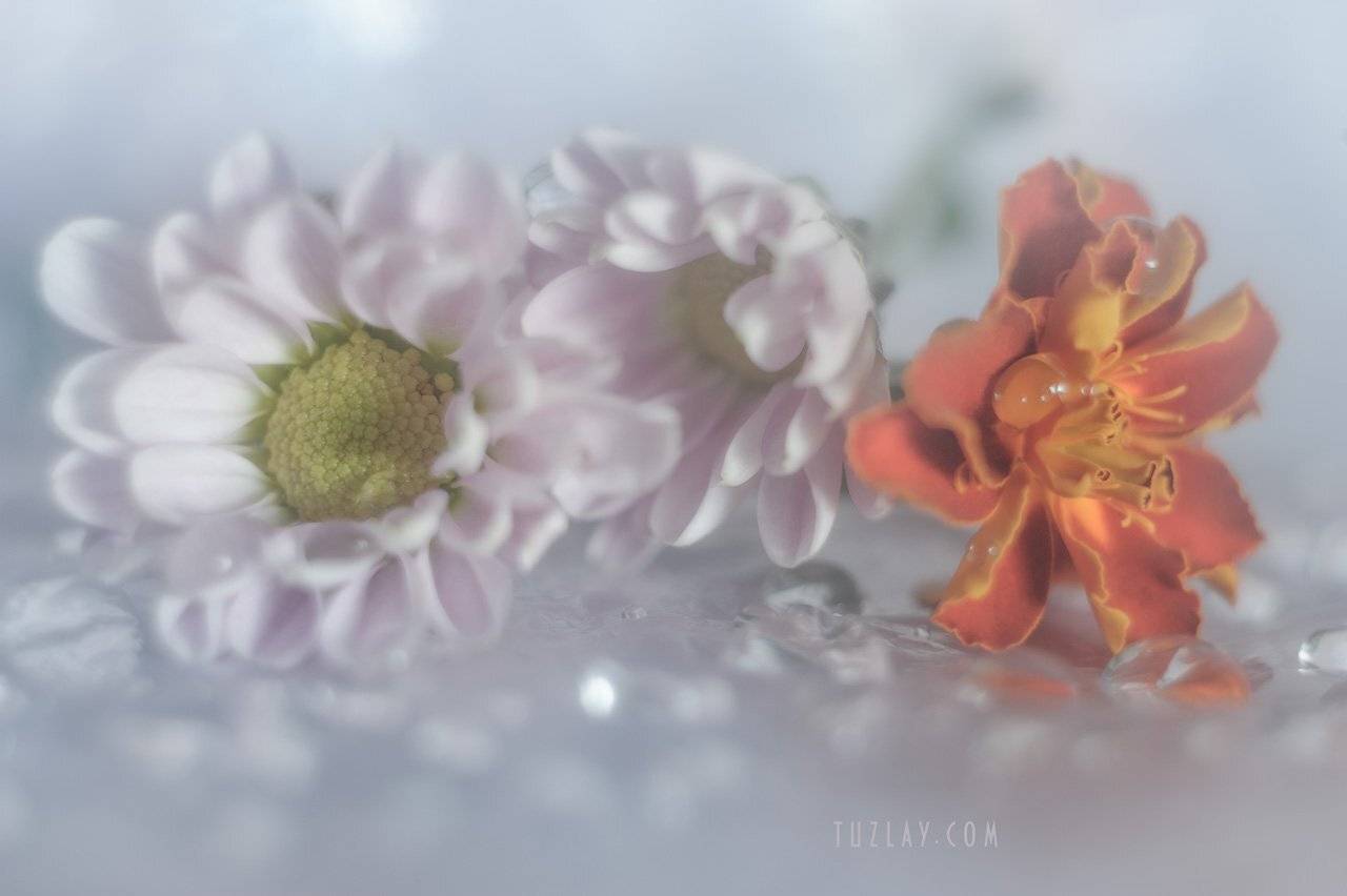 хризантемы, софт фокус, капельки, бархатцы, боке, bokeh, гелиос 44-2, Владимир Тузлай