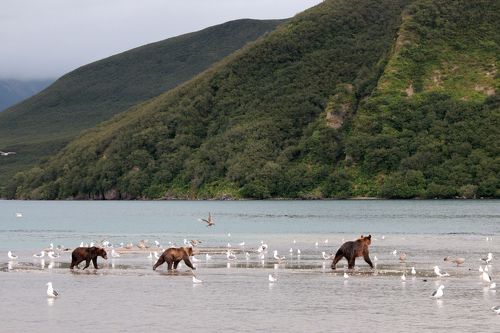 Дом для медведей