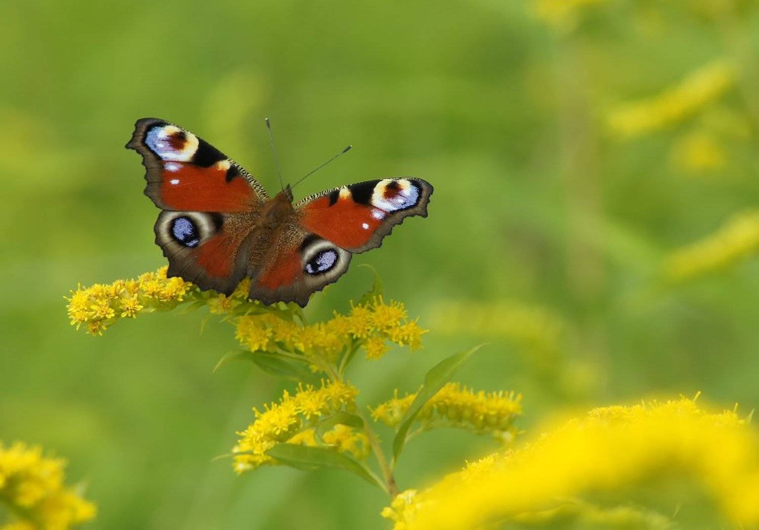 Павлиний глаз, Бабочка,, Чепленко Алексей