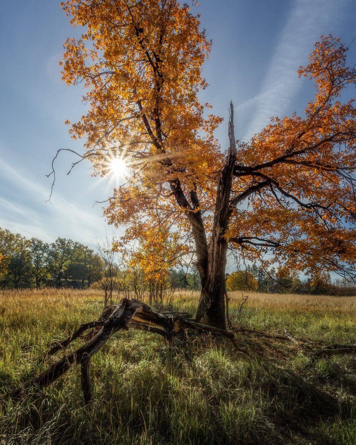 природа, пейзаж, осень, дуб, подольск, Мартыненко Дмитрий