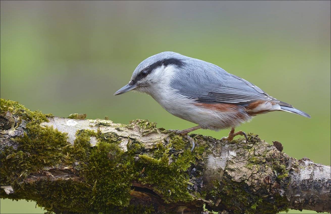 поползень, Андрей Медведев