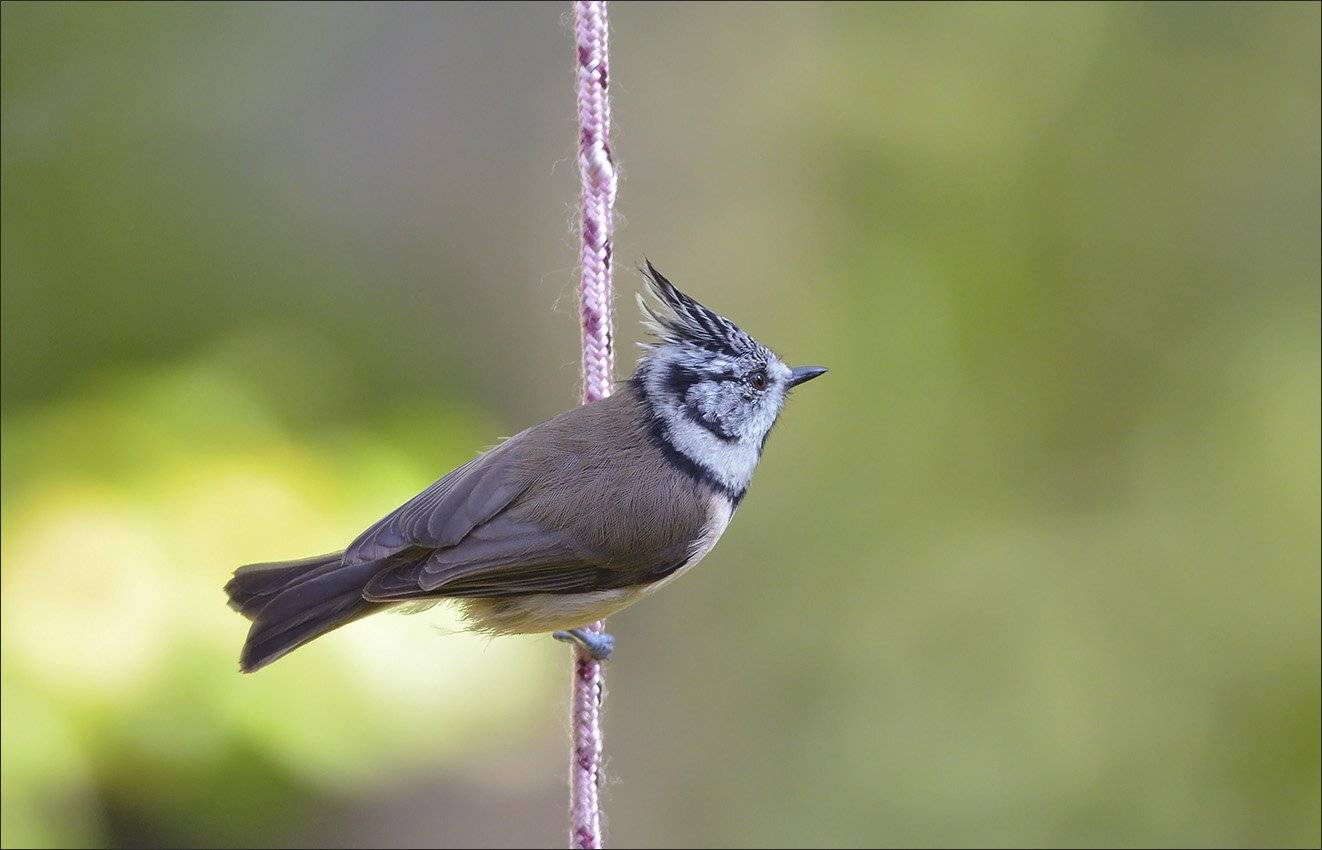 гренадёрка, Андрей Медведев