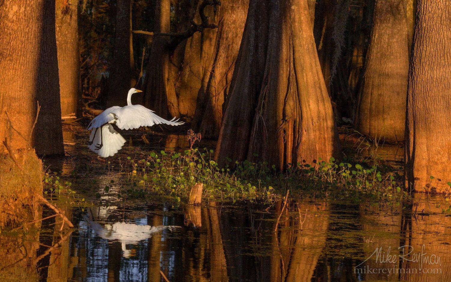 cypress tree; tupelo tree; bald cypress; taxodium distichum; bald cypress knees; spanish moss; tillandsia usneoides; loisiana; texas; lake martin; caddo lake; lake fausse; atchafalaya river basin; big cypress bayou area; government ditch; great blue heron, Майк Рейфман