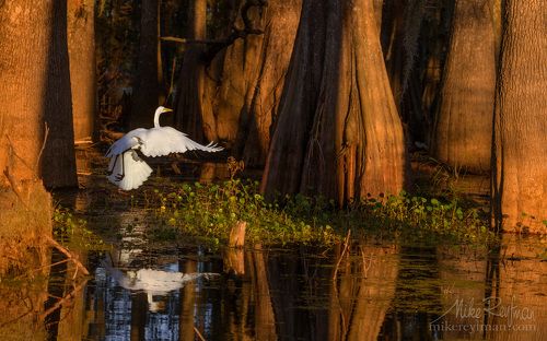 Полет в волшебном лесу