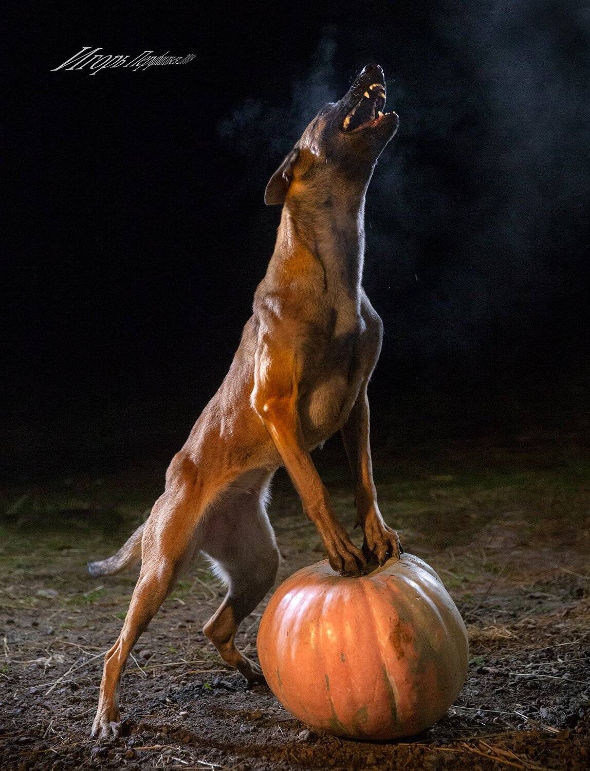 , игорь перфильев