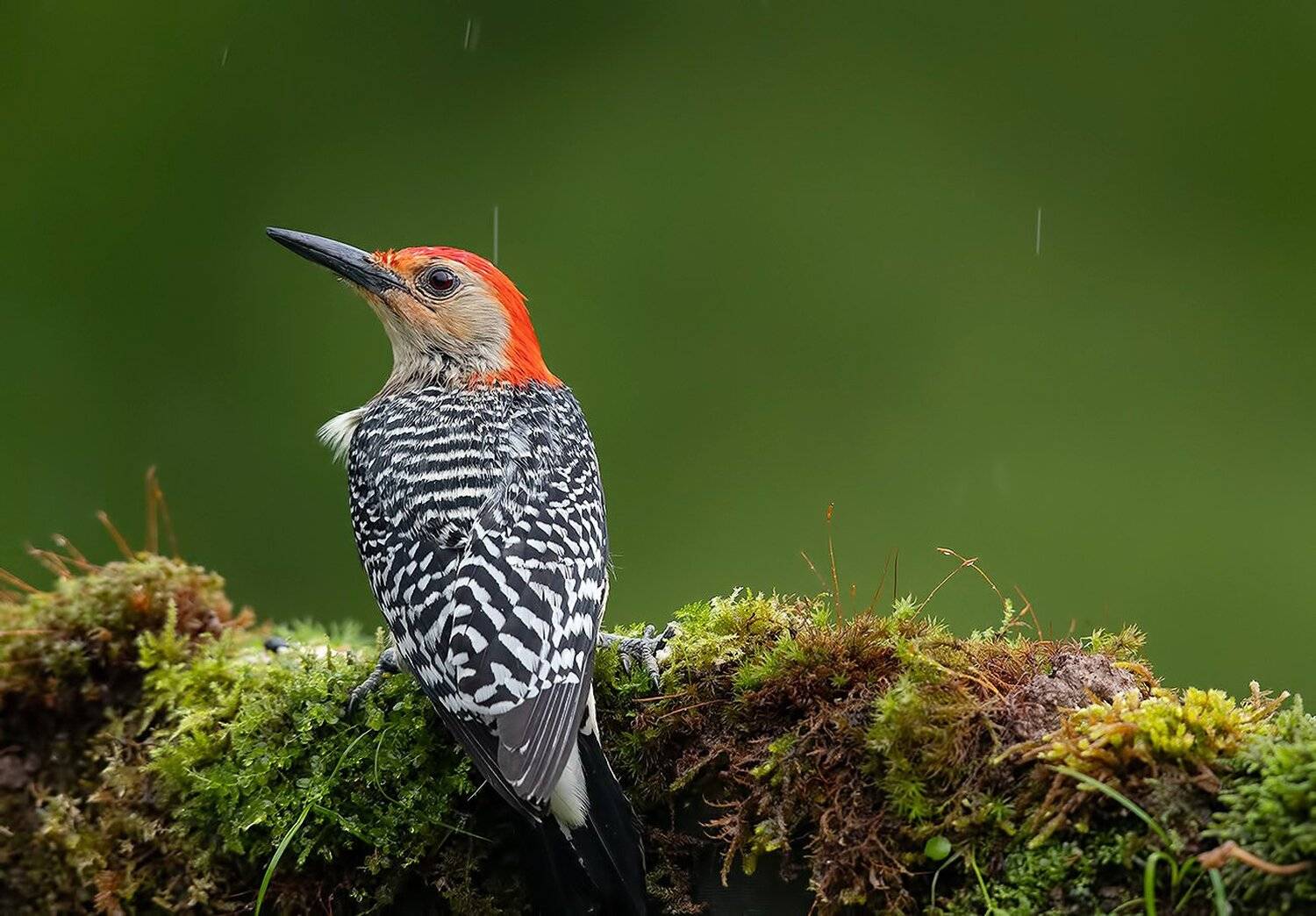 дятел, каролинский меланерпес, red-bellied woodpecker, woodpecker, Elizabeth Etkind