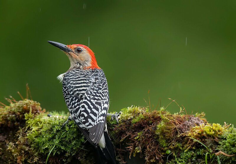 Дятел - Каролинский меланерпес -Red-bellied Woodpecker