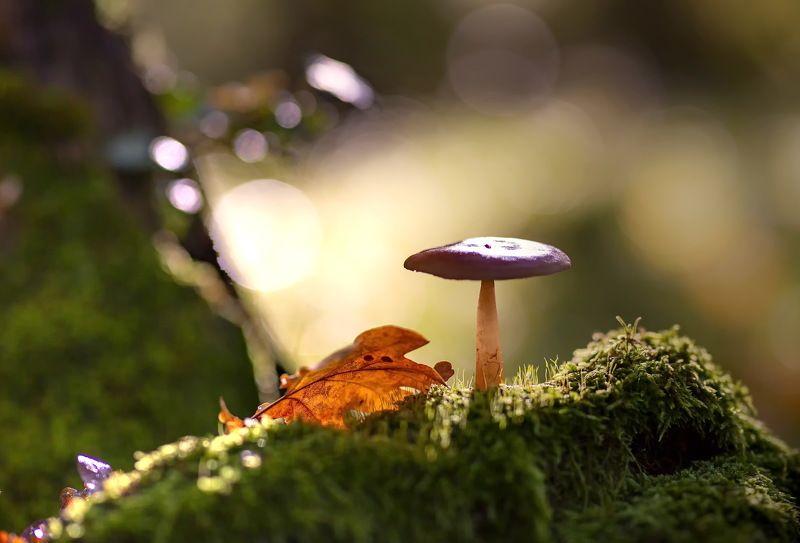 грибы азербайджан набрань кавказ осень лес мох красота природа Последние грибы уходящей осени. фото превью