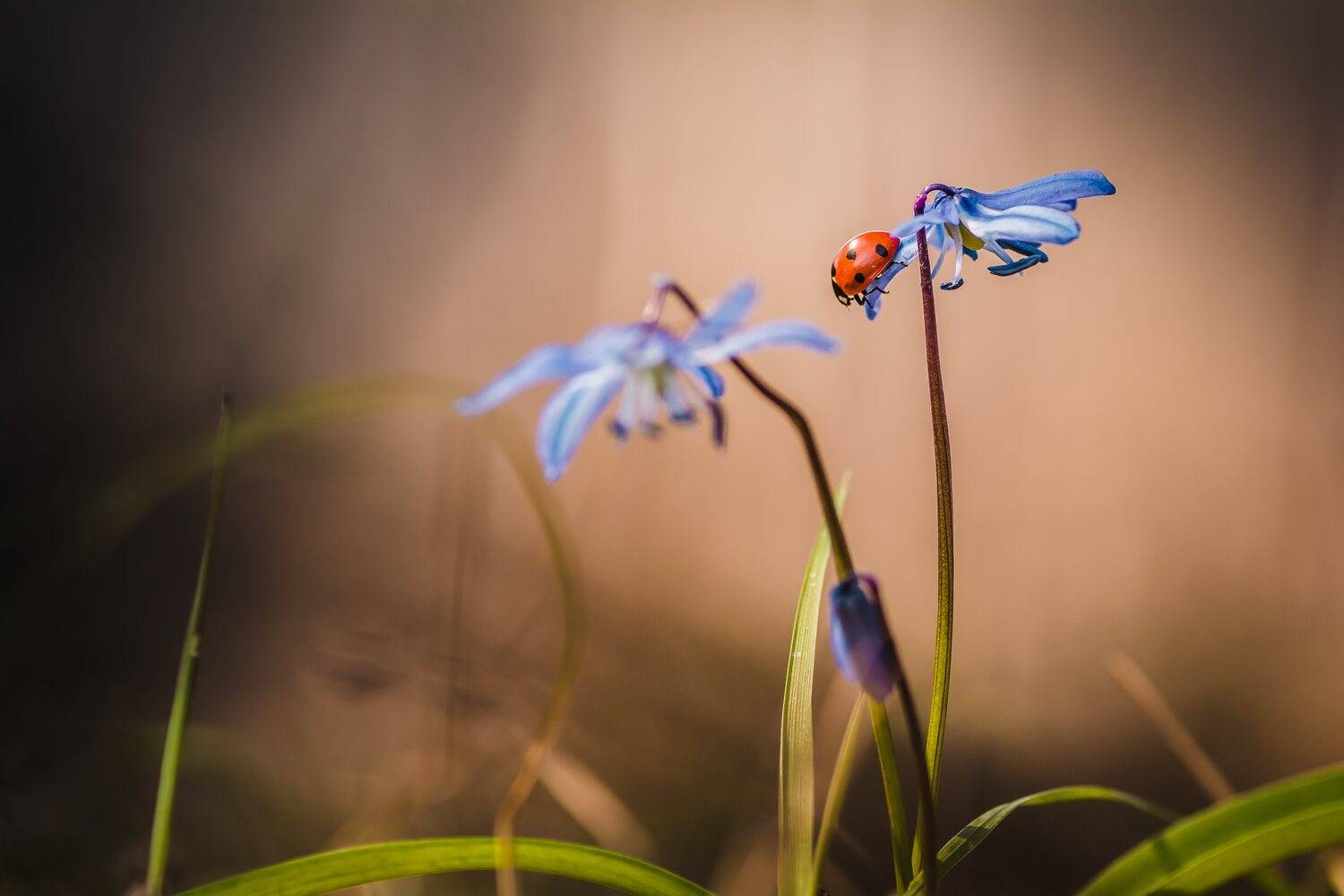 , Роман Зайцев
