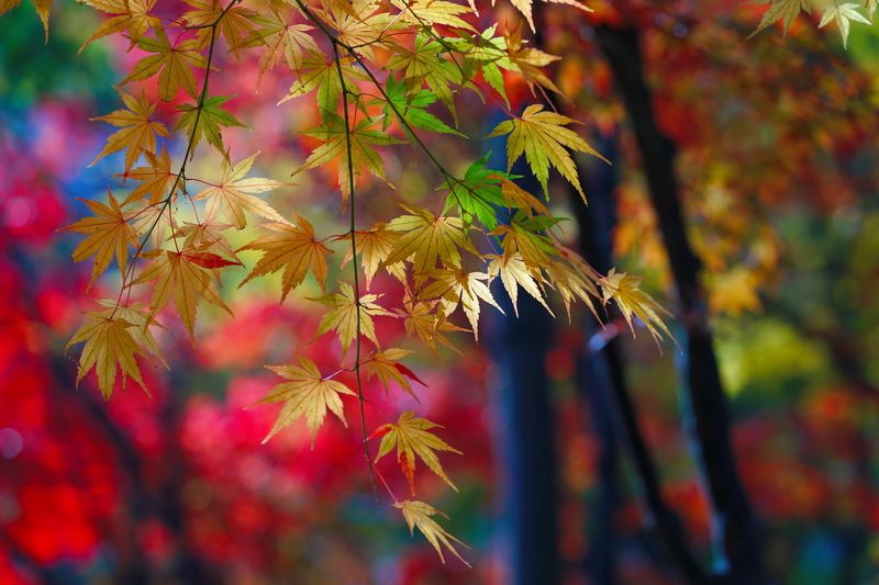 Zen Phto 2 фото превью