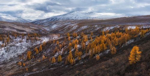 Восточный Саян. Огоньки.