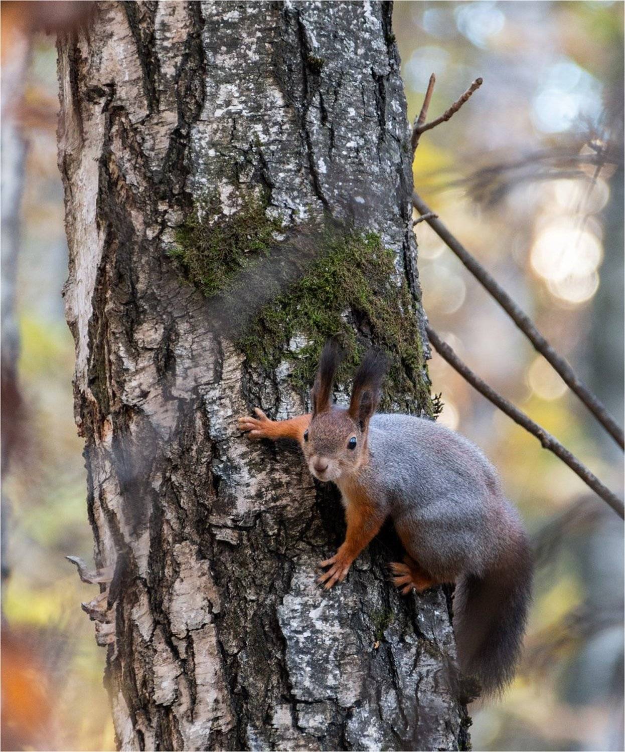 белка, лес, дерево, Куликова Ирина
