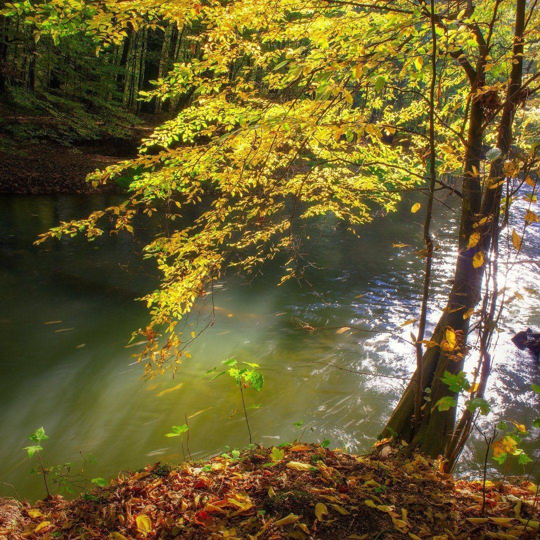 Быстшица,Bystrzyca, река, солнечный свет, дерево, природа, river, sunlight, tree, nature, Виктор Тулбанов