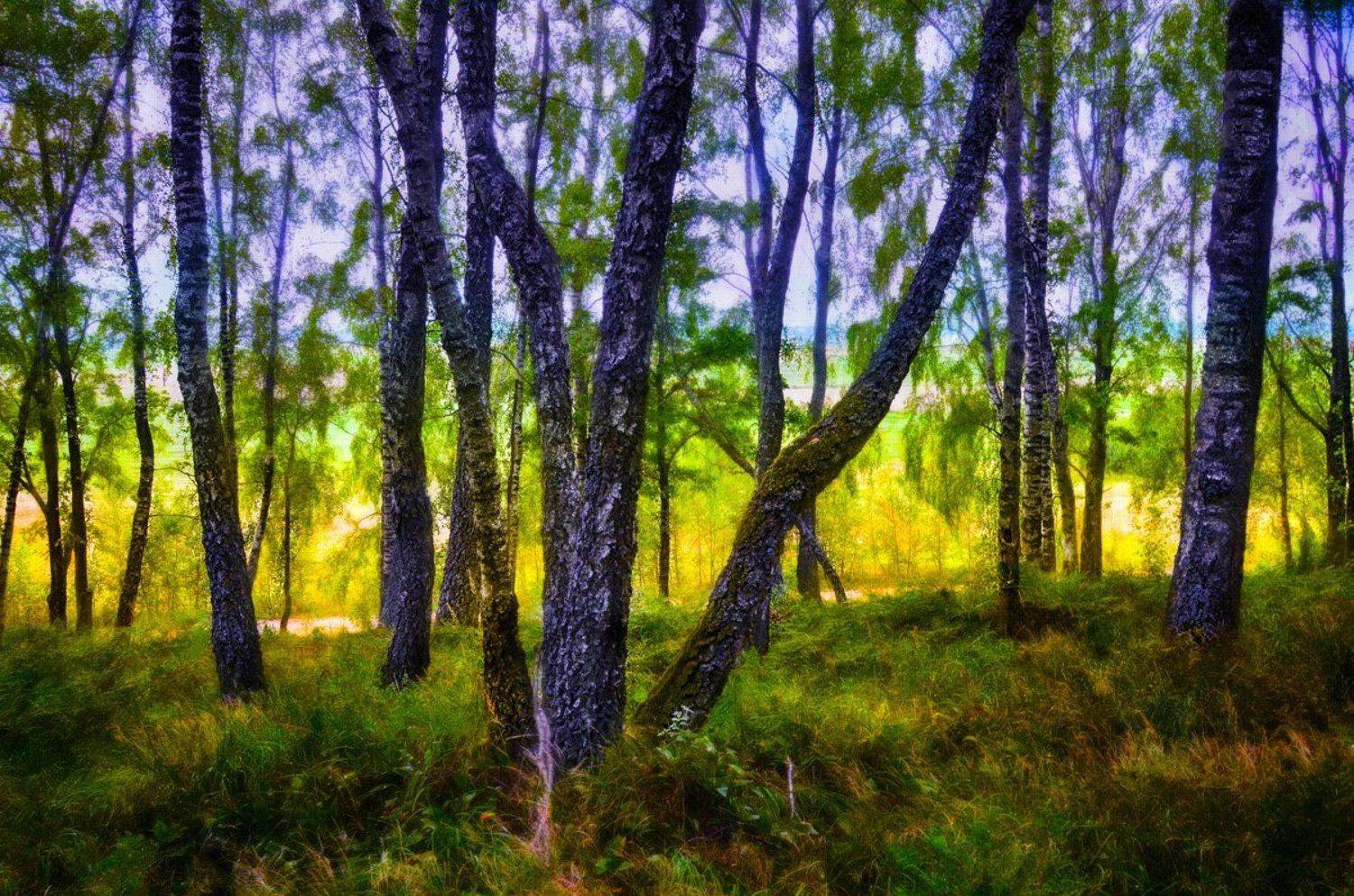 закат, Rimantas Petrikas