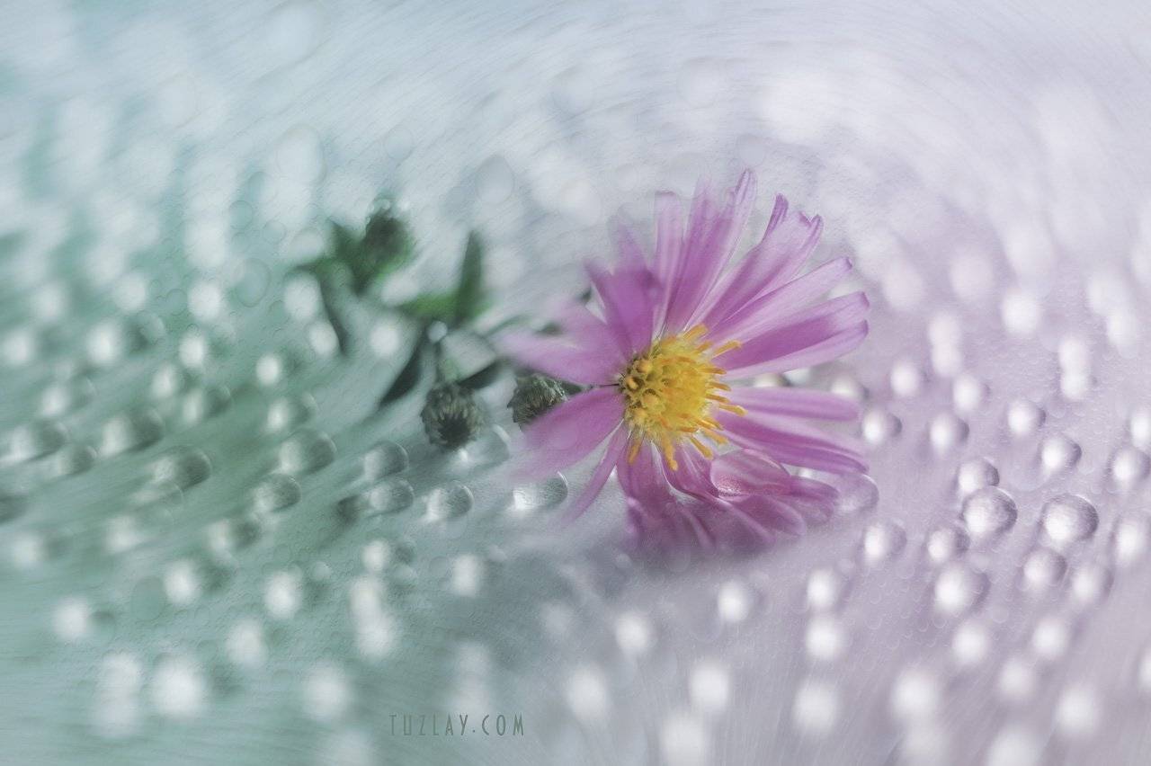 астра, софт фокус, гелиос 44-2, капельки, боке, сентябринка, Владимир Тузлай