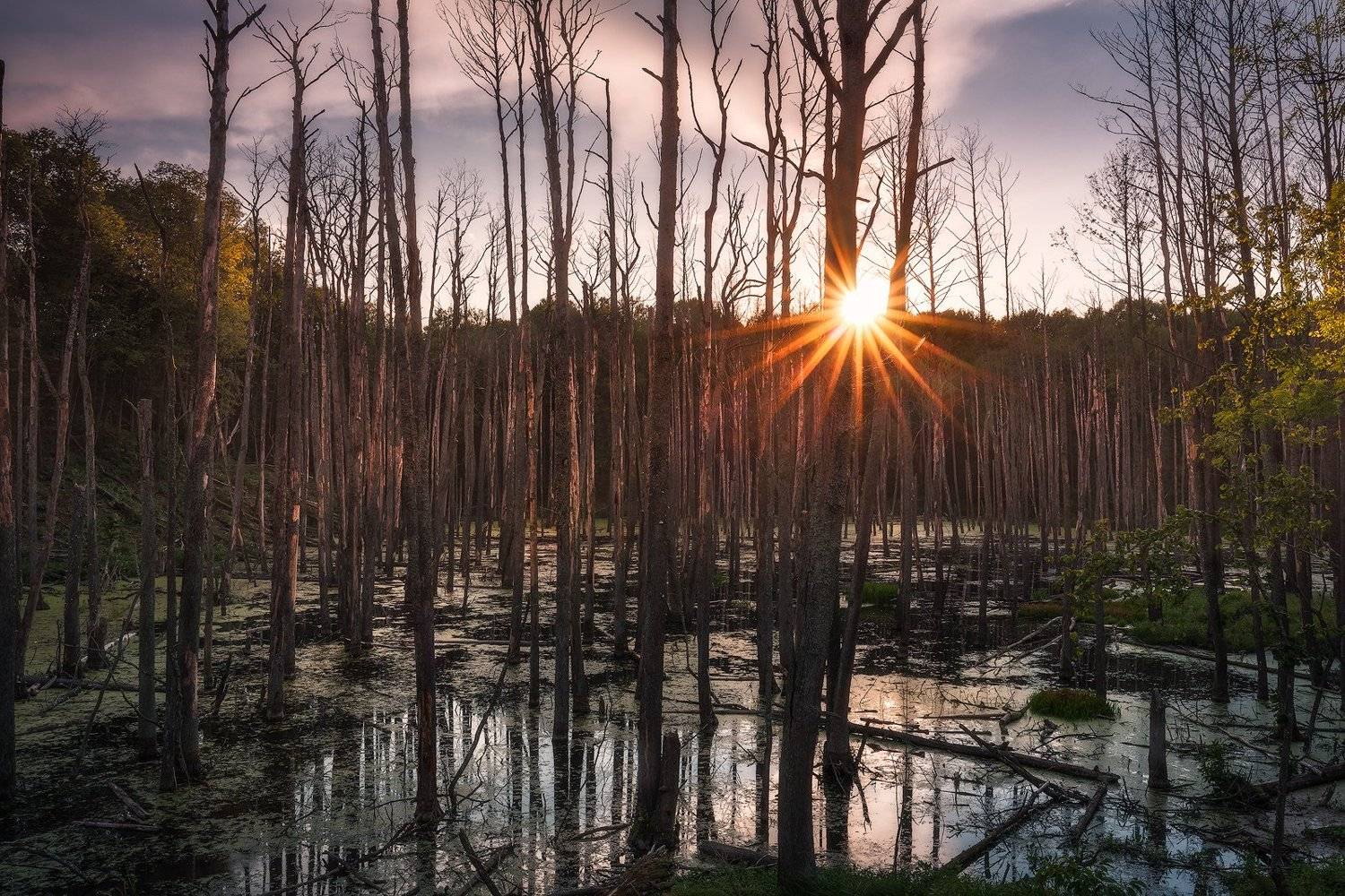 trees swamp sunstar sky water poland autumn, Maciej Warchoł