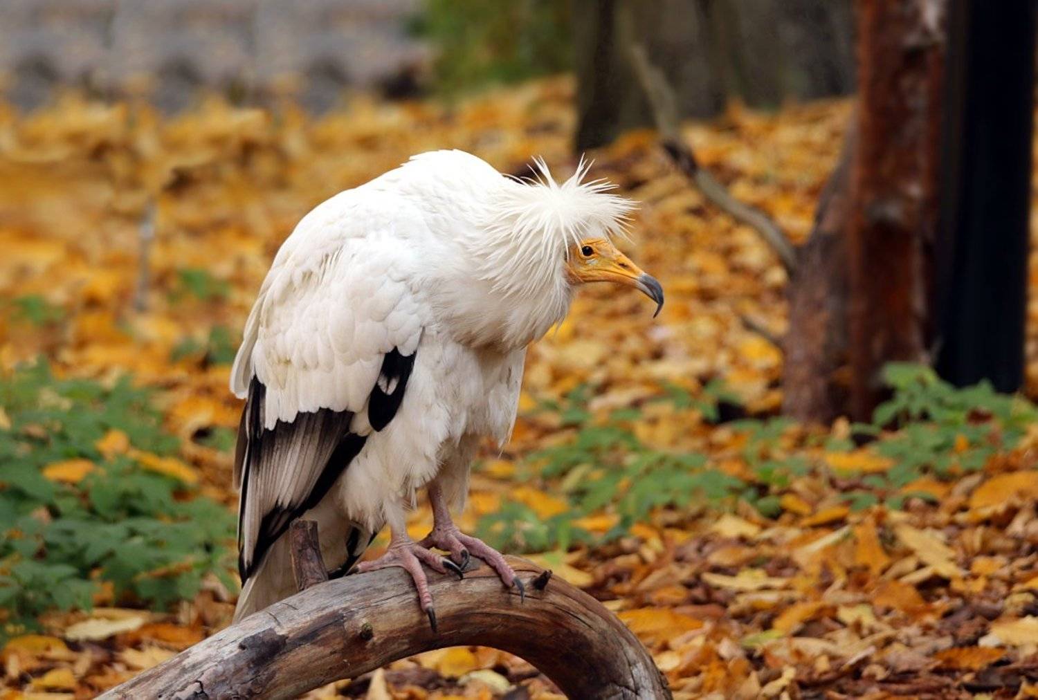 зоопарк, калининград, птицы, стервятник, Шруб (Беляева) Татьяна