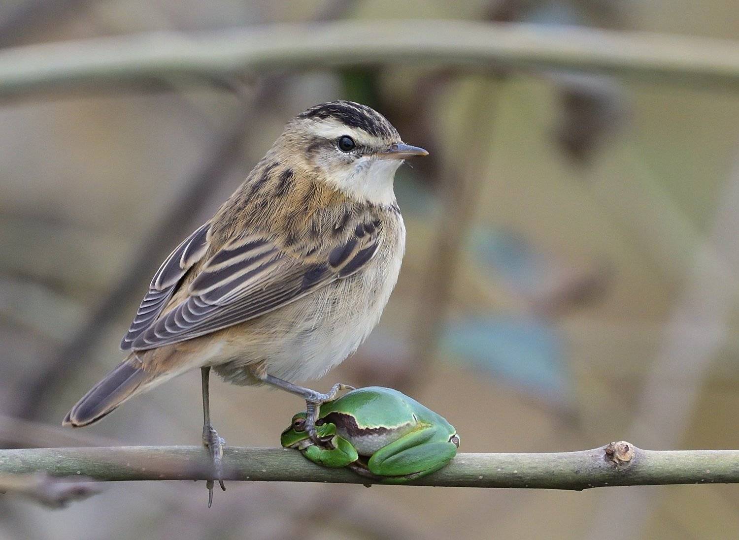 bird, frog, wildlife, birding, froging, Димитър Русев