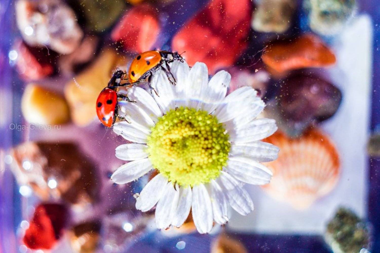 , Гилева Ольга