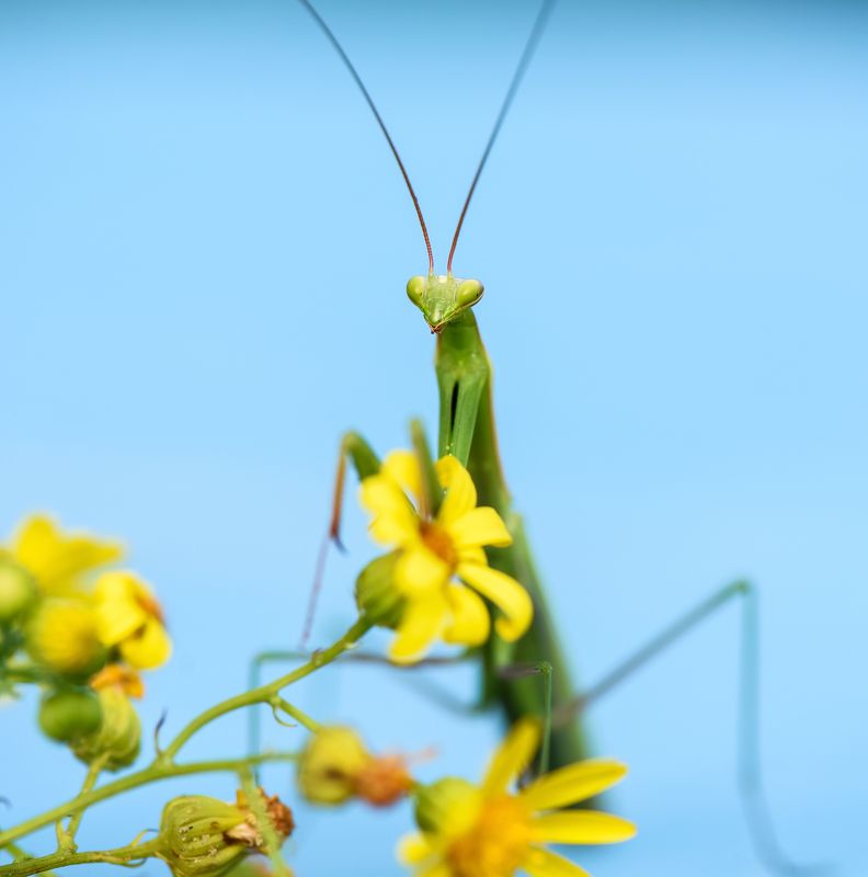 Зелённый фото превью