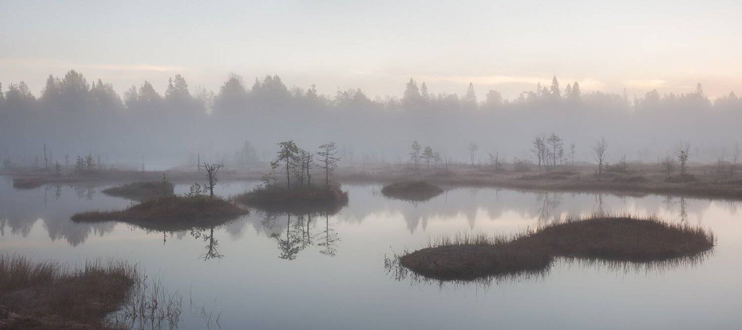 природа ленинградской области, ленобласть, болото, соколий мох, болотный тур, Арсений Кашкаров