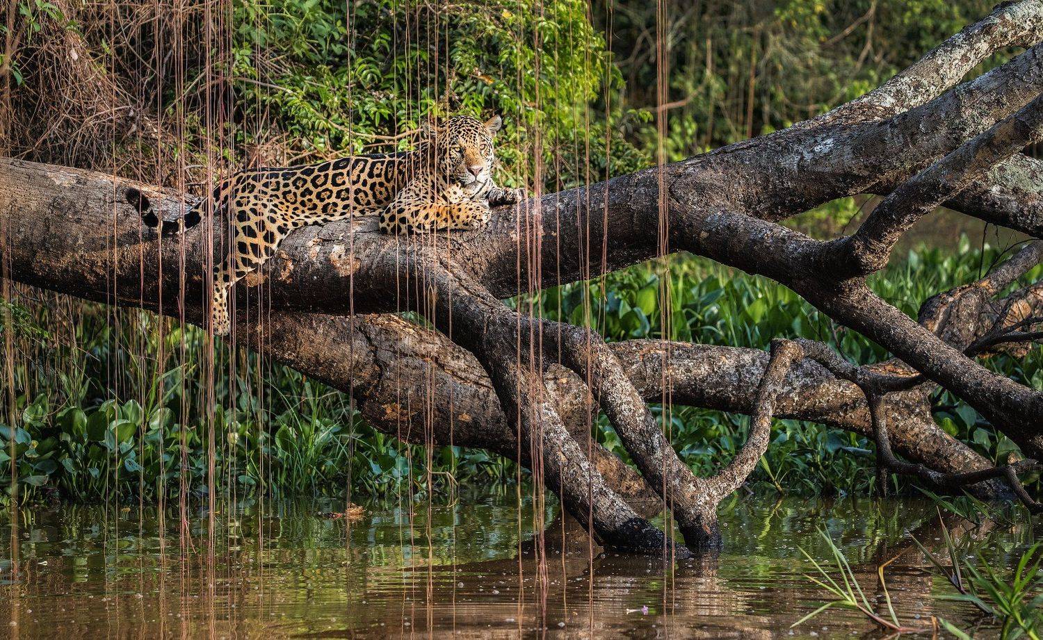 бразилия, ягуар, Алексей Сулоев