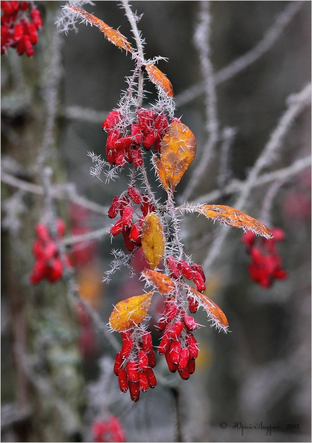 барбарис b&eacute;rberis vulg&aacute;ris иней ягоды, Юрий Андреев