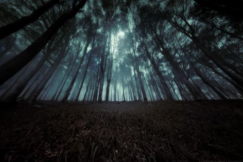 Dark Canopy