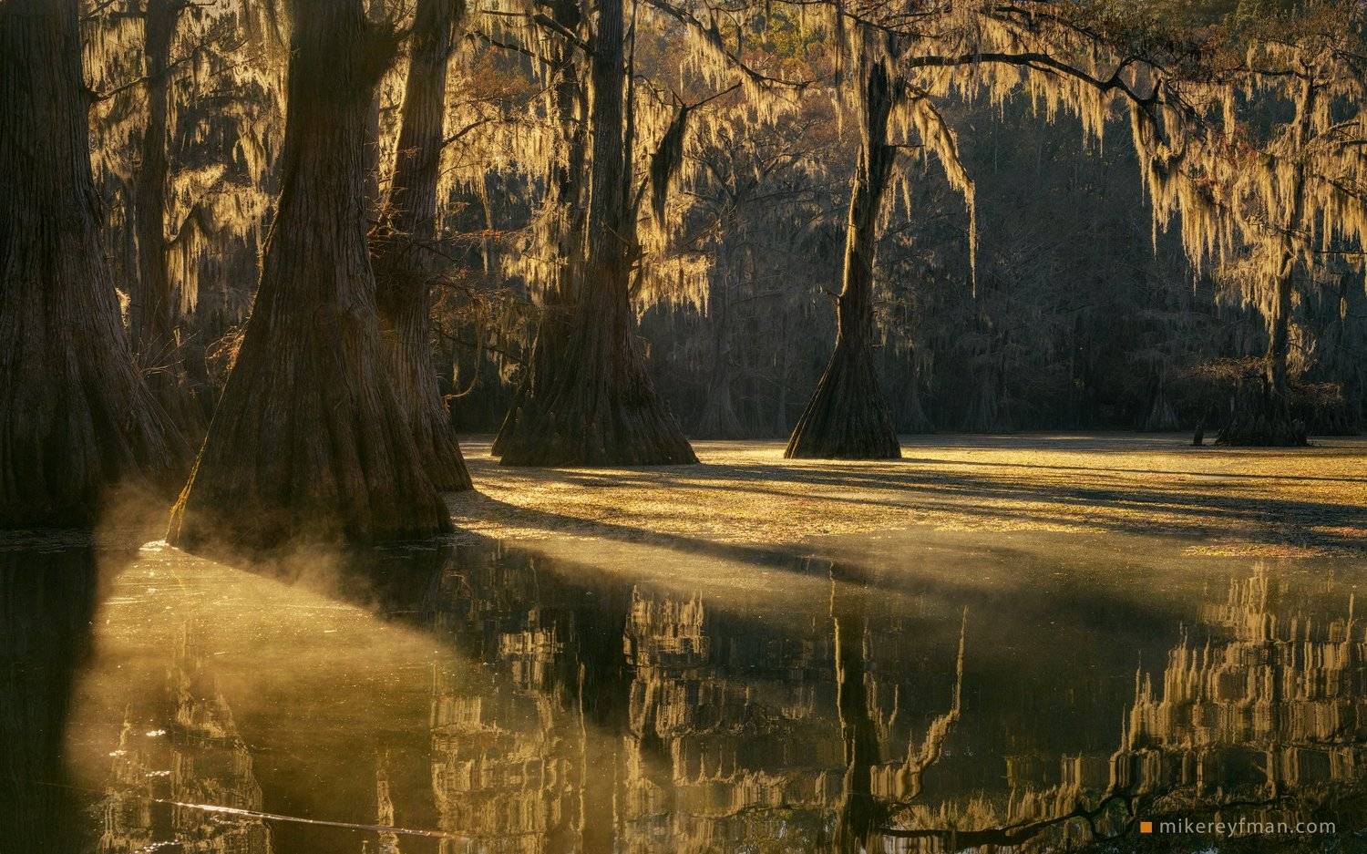 cypress tree; tupelo tree; bald cypress; taxodium distichum; bald cypress knees; spanish moss; tillandsia usneoides; texas; big cypress bayou area; southeastern wetlands; flooded; fog; moody; uncertain; landscape; light; wildlife; outdoors; beautiful; pho, Майк Рейфман