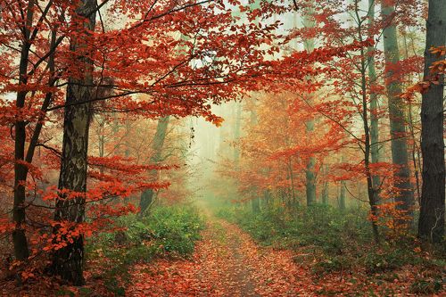 Red Forest