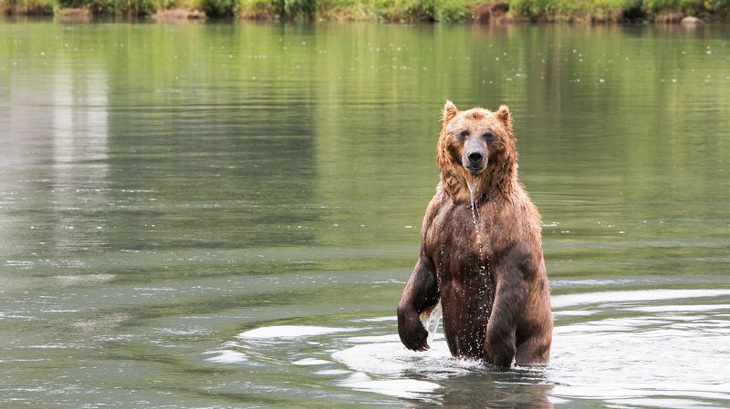 Медведь, камчатка, бурый медведь, курильское озеро, вода, зелёный Казанова фото превью