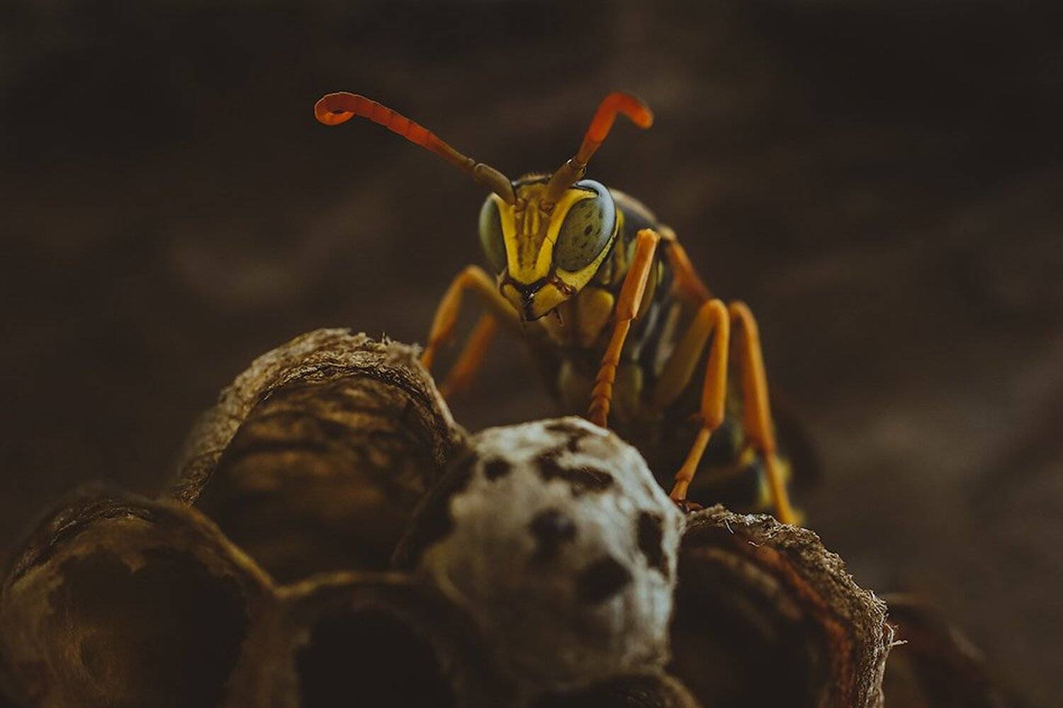 macro,макро, Евгений Лукашук