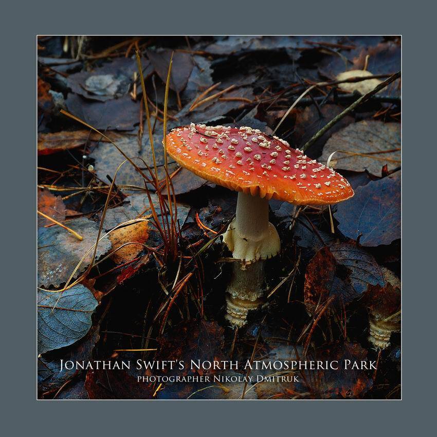 без категории, николай дмитрук