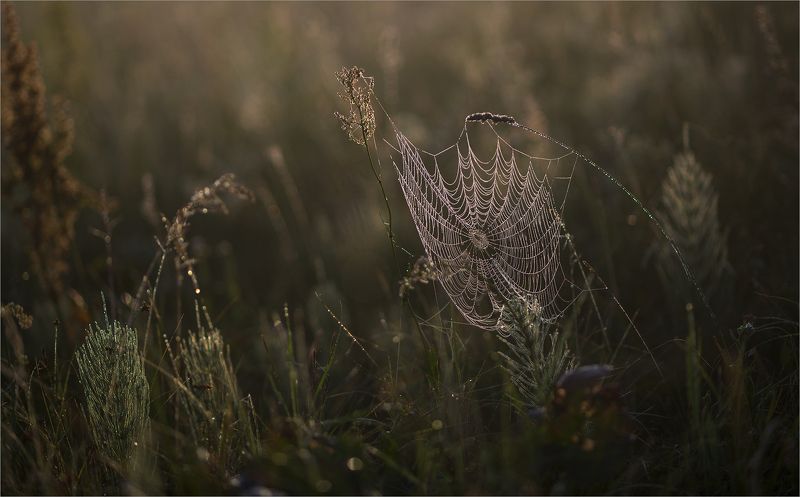 майские сети... фото превью