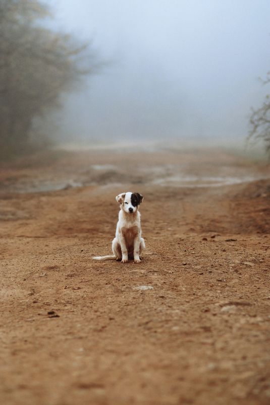 Портрет одинокого щенка в тумане фото превью